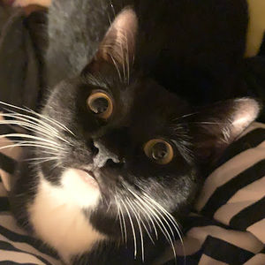 Meet your Posher, Noddle